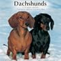 Dachshunds 2010 Wall Calendar