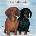dachshund46 - Dachshunds 2010 Wall Calendar