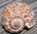 Harpa Davidis Seashell Beach House Decor Sea Shell