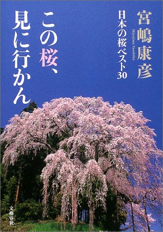 この桜、見に行かん