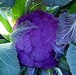 Purple Cauliflower 40 Seeds -LOW CARB