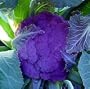 Purple Cauliflower 40 Seeds -LOW CARB!- Veggie