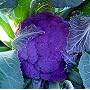 Purple Cauliflower 40 Seeds -LOW CARB