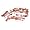 Texas Longhorns