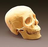 3-Part Human Plastic Skull-320C with Free Set of Bone Pens