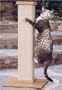 Ultimate Scratching Post