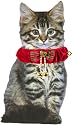 Red Velvet Christmas Collar for Cats
