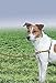 PetSafe Easy Walk Dog Harness, Small, Fawn/Brown