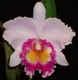 Blc. Dr. Joe Walker 'Ray Mishima'