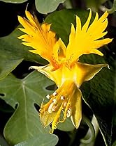 Canary Bird Vine 10 Seeds -Tropaeolum