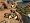 Desert Rats Vs Afrika Korps (PC CD)