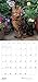 A Cat in the Garden 2016 Calendar