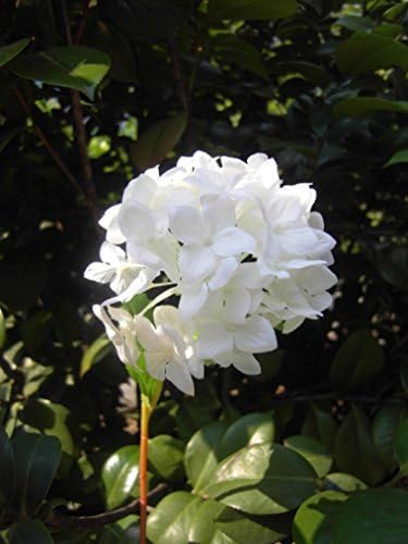 Elefan Artificial Elegant Brihydrangea Dal Wedding Bouquet Latex Silk Flower Bouquets 10pcs (white (lot of 10pcs))