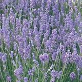 Lavender Lady - Lavendula Angustifolia - 4 Plants