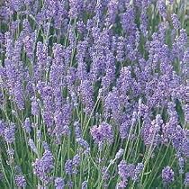 Lavender Lady - Lavendula Angustifolia - 4 Plants