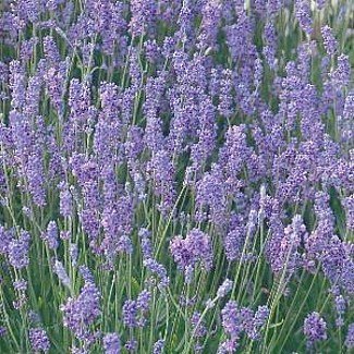 Lavender Lady - Lavendula Angustifolia - 4 Plants