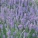 Lady Lavender Plant - Good Scents - 4