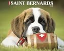 Just Saint Bernards 2010 Calendar
