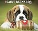Just Saint Bernards 2010 Calendar