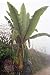 10 Ensete Ventricosum House Plant Banana Tree Seeds!