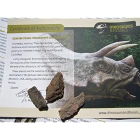 10 Bags of Genuine Fossil Dinosaur Bones with Certificate