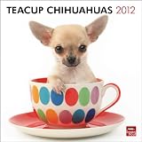 Chihuahuas, Teacup 2012 Square 12X12 Wall Calendar (Multilingual Edition)