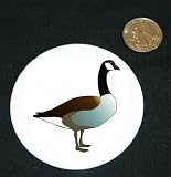3" button / pin printed with vertebrate, canada, migratory, canadian goose, goose, gas, animal, avian, waterfowl, bird