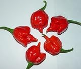 Trinidad Scorpion 10 Seeds, "The Worlds Hottest Pepper" Trinidad Scorpion 1,460,000 Scoville units, Grown, Ships and Sold by "Seeds and Things"