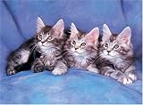 500 Piece Maine Coon Cats Jigsaw Puzzle