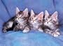 500 Piece Maine Coon Cats Jigsaw Puzzle