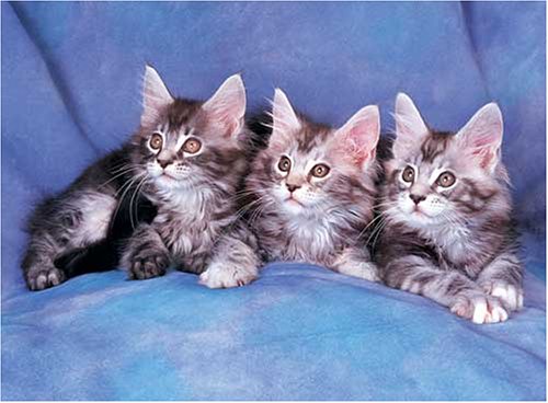 500 Piece Maine Coon Cats Jigsaw Puzzle