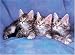 maine coon - 500 Piece Maine Coon Cats Jigsaw Puzzle