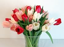 20 Premium Sweetheart Fresh Cut Tulips Fresh Flowers Valentine Flowers