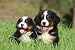 Bernese Mountain Dog Puppies from Duo - 24"W x 16"H - Peel and Stick Wall Decal by Wallmonkeys