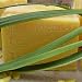 Double Cut Aged X-large Bar Thai Lemongrass Soap with Cocoa Butter