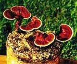 Reishi/Ling Chi Mushroom Kit