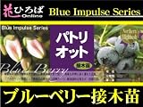 ブルーベリー 苗 パトリオット ノーザンハイブッシュ系　接ぎ木苗 ブルーベリー苗【ブルーインパルス】 blueberry