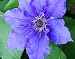 Lord Neville Clematis Vine - Blooms May,June & September - 2.5" Pot Lord Neville Clematis Vine - Blooms May,June & September - 2.5" Pot
