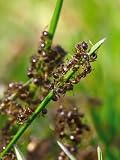 Outdoor Living : ANT TREATMENT FOR LAWNS - 100SQM PACK