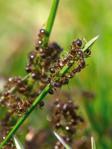 Buy ANT TREATMENT FOR LAWNS - 100SQM PACK online at Discounted New and Used prices. Delivered to your door with Off-The-Bookshelf.