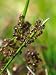 ANT TREATMENT FOR LAWNS - 100SQM PACK