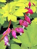 Amazon / Hirts: Perennials; Bleeding Heart: Goldheart Bleeding Heart - Dicentra - Shade - Potted