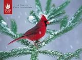 Pomegranate Backyard Birds In Winter Boxed Notes (Pack of 2)