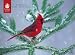 Pomegranate Backyard Birds In Winter Boxed Notes (Pack of 2)