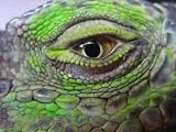 Oeil Iguane - 24W x 18H - Peel and Stick Wall Decal by Wallmonkeys