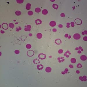 Starfish Development