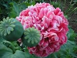 51MIx9w0EHL. SL160  200 Poppy Flower Seeds. Frosted Salmon Peony Poppies. Reviews