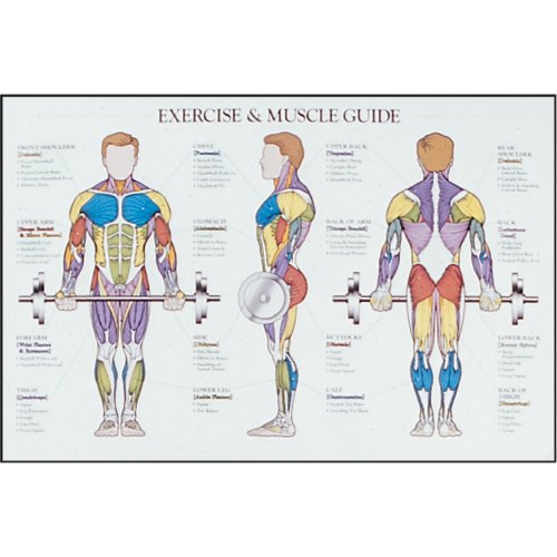 Power Systems Exercise / Muscle Chart - Laminated Reviews