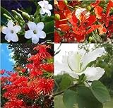 Eigenschaften tropical.garden  / Paket Nr. 16 / 4x Verschiedene Kübelpflanzen (5K Flammenbaum, 5K Parfümbaum, 10K Feuerradbaum, 5K Orchideenbaum_weiss)