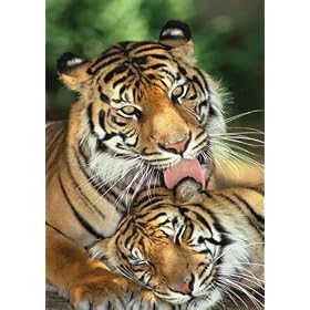 Mother's Love (Tigers) - Maxi Poster - 61 cm x 91.5 cm